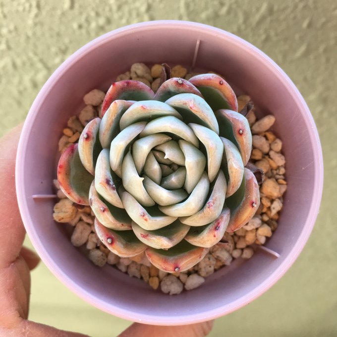 ウォーターリリー」多肉植物 エケベリア - Doodle's stamp ウォーターリリー」多肉植物 エケベリア - Doodle's stamp