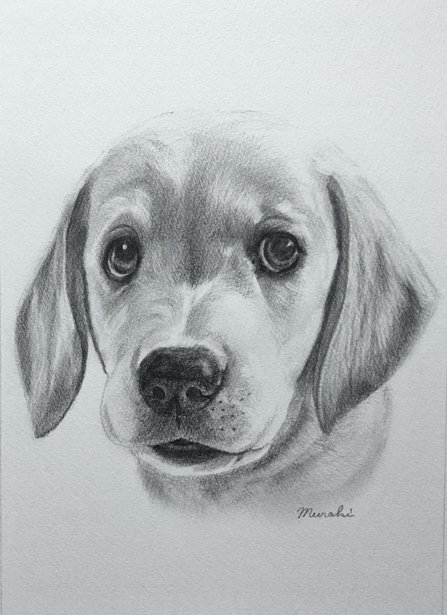 犬の絵 鉛筆画「レトリバーの子犬」