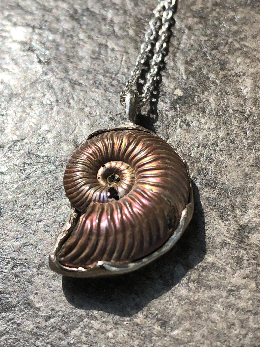 Ammonite Ammonite