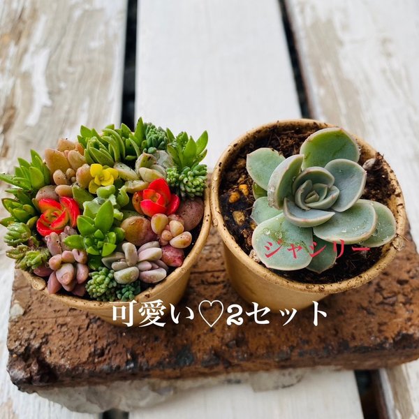 1点限り！お試し2セット多肉寄せ植え