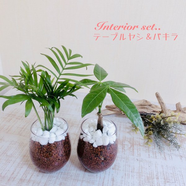 ハイドロカルチャー 観葉植物のハンドメイド 手作り通販 Minne 日本最大級のハンドメイドサイト ハイドロカルチャー 観葉植物のハンドメイド 手作り通販 Minne 日本最大級のハンドメイドサイト