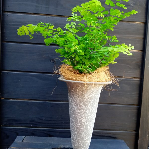 ちょっと置いて〈爽やかな観葉植物〉🍀