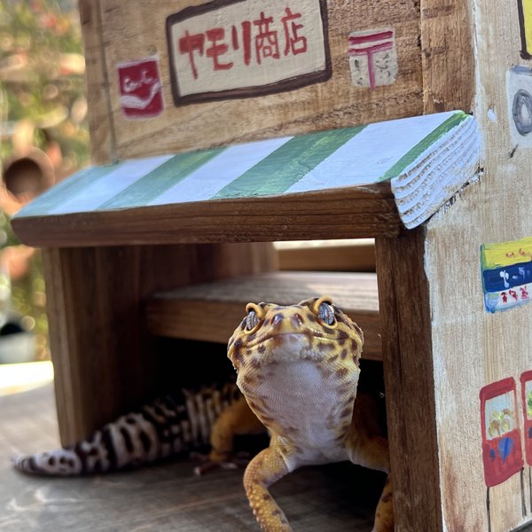 小動物のお店屋さんS【ヤモリ商店】