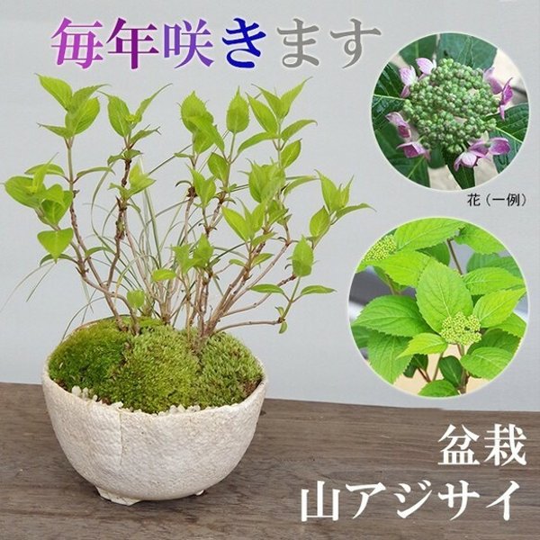 母の日の贈り物に。小さくても開花します！山紫陽花（やまあじさい）の盆栽（白陶器鉢）