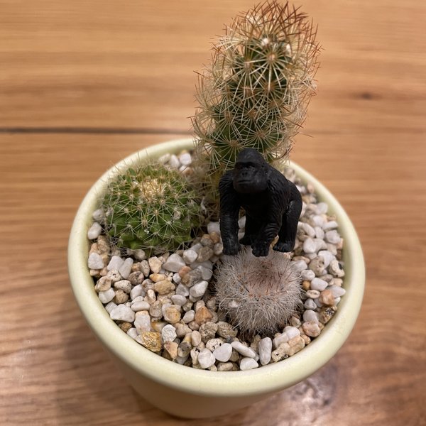 サボテン(アニマルサボテン)🌵