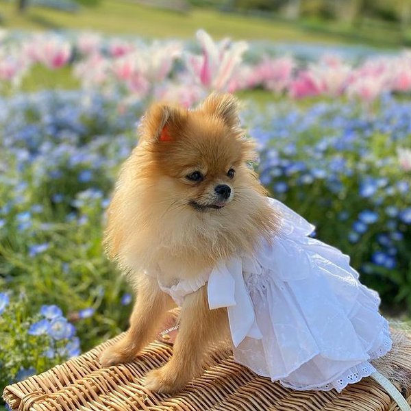 犬服　総刺繍柄の白いドレス　犬ワンピース　犬キャミソール