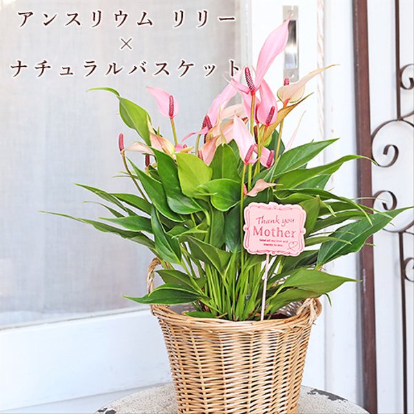 🌷母の日ギフト 観葉植物 アンスリウム リリー＆ナチュラルバスケット 花 ピンク 室内 飾る