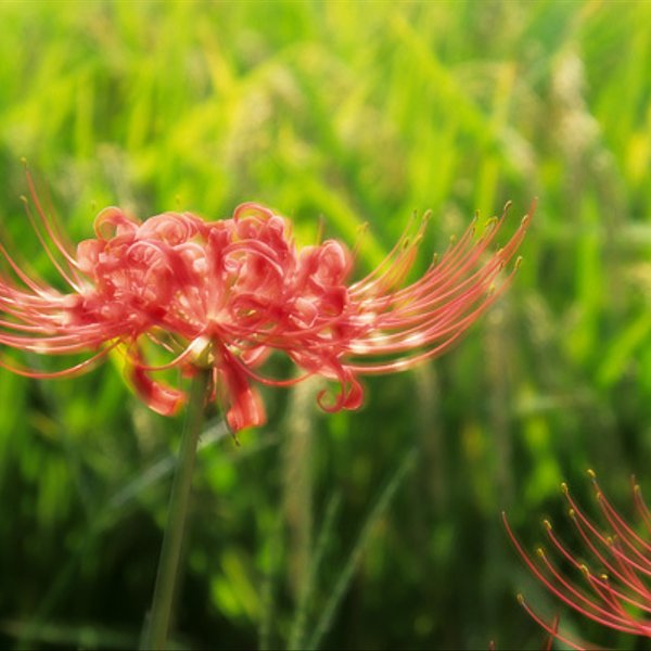 img00441 ヒガンバナと稲穂 - Lycoris and Rice.