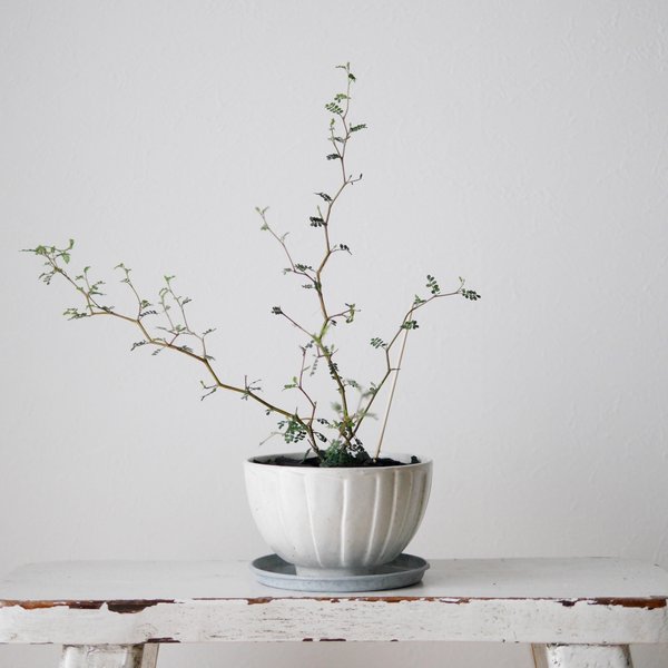 カフェオレボウル 植木鉢　器　和物  塊根植物 コーデックス 観葉植物  フラワーベース　柄　Bonsai