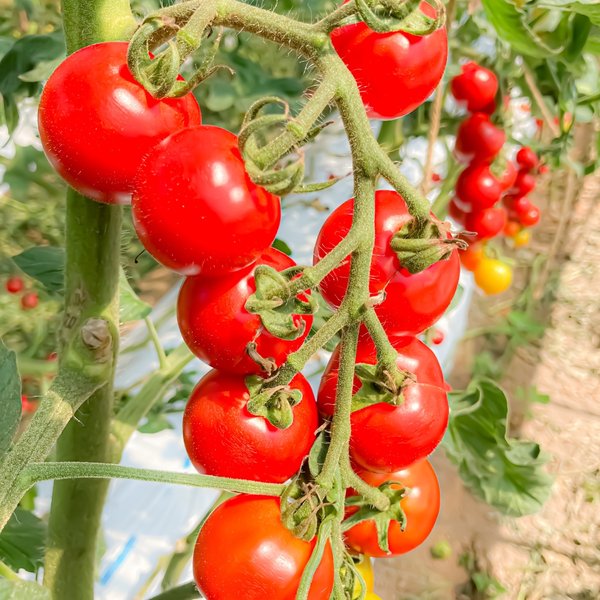 いちご農家が育てた糖度9度のこだわり中玉トマト『Mr.浅野のけっさくトマト』（1kg）