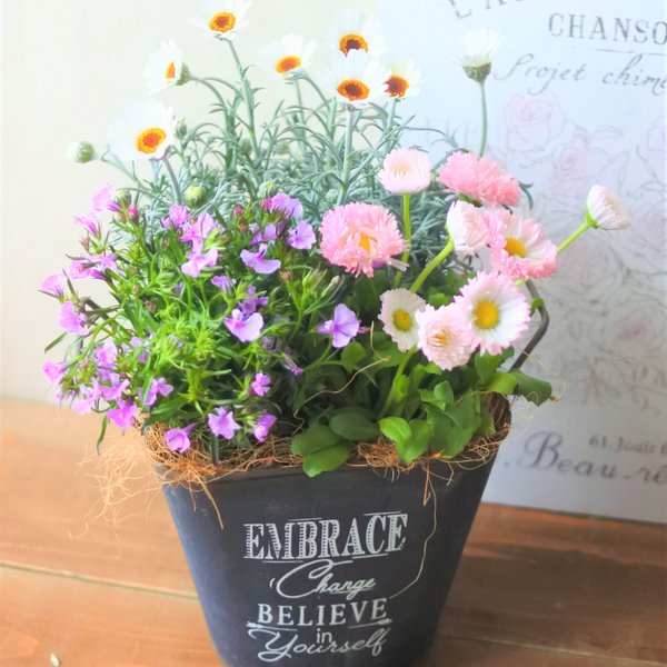 🌻ローダンセマムとおしゃれなお花の寄せ植え　贈り物にも