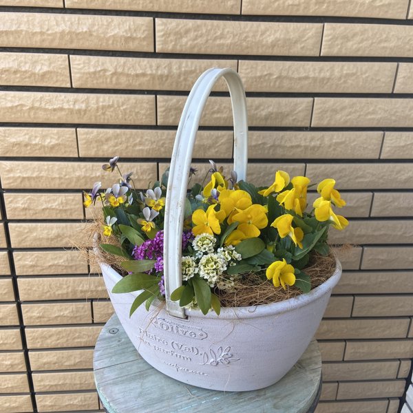 ⚠︎𝑆𝑂𝐿𝐷 𝑂𝑈𝑇⚠︎ナチュラルなイエローの寄せ植え♡