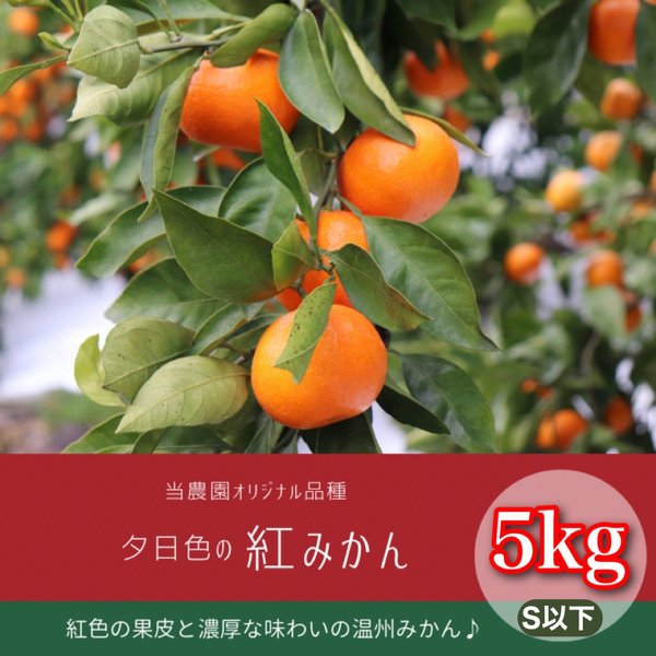 当農園オリジナル品種 夕日色の 紅みかん 5kg　(S以下サイズ) 　優品～家庭用 マルチ栽培 農園直送