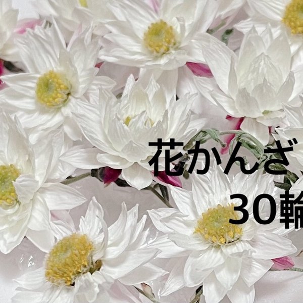 花かんざし30輪