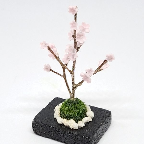 🌸桜の盆栽🌸🌸🌸