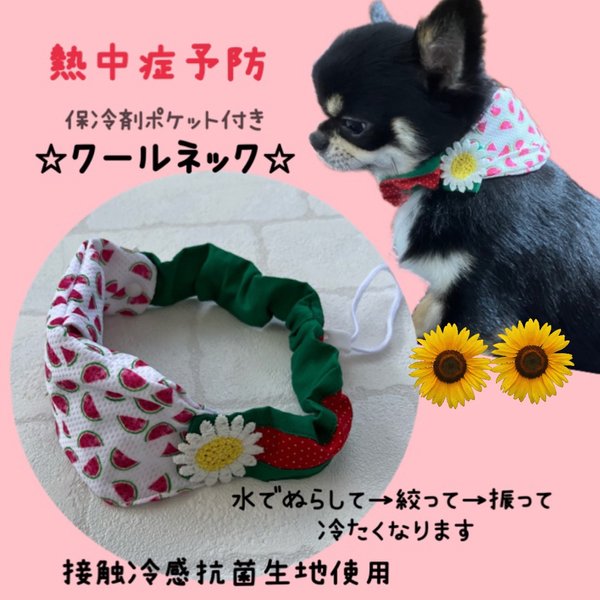 犬クールネック