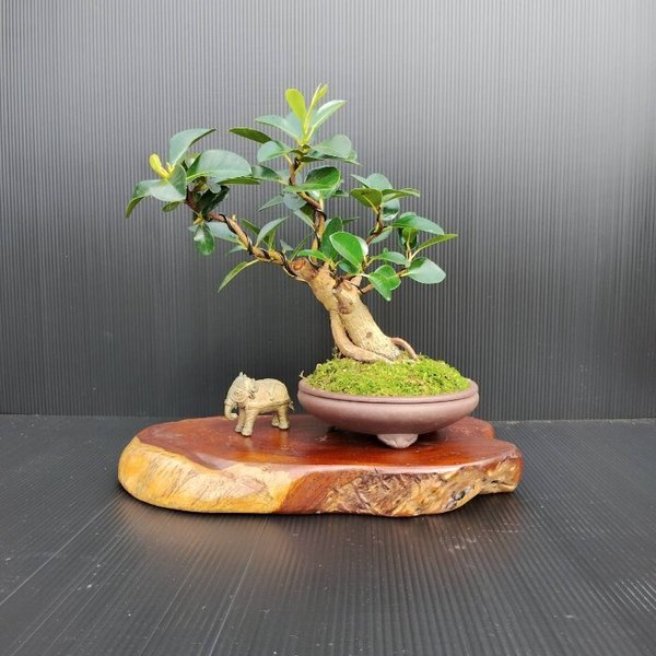【現品】フランスゴム盆栽仕立て　最高品一点物　陶器鉢　ゴムの木　フィカス　インテリア性高い　おしゃれ