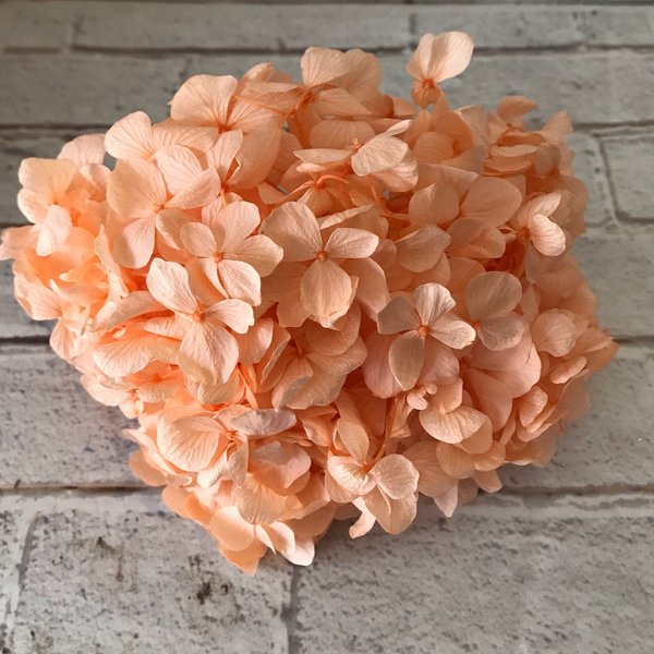 アンデスアジサイシャーベットオレンジ小分け❣️ハーバリウム花材プリザーブドフラワー紫陽花