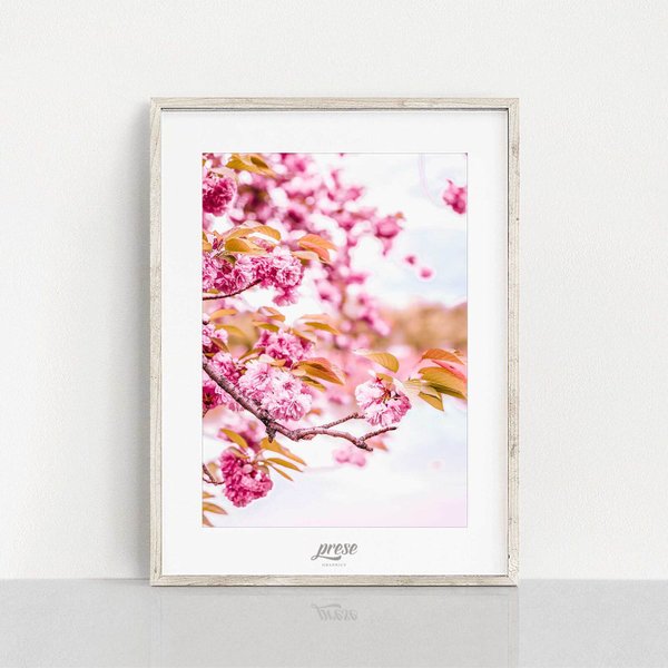 春の息吹を室内に - 鮮やかな八重桜のアートプリント e854 2L A5 A4 A3 B3 A2 B2 A1 サイズ ポスター インテリア 花 フローラル ピンク 写真 植物