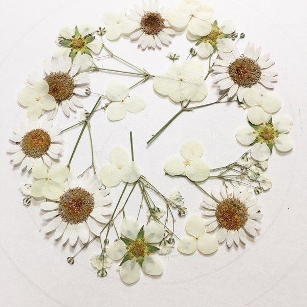 押し花素材 花材のハンドメイド 手作り通販 Minne 日本最大級のハンドメイドサイト 押し花素材 花材のハンドメイド 手作り通販 Minne 日本最大級のハンドメイドサイト