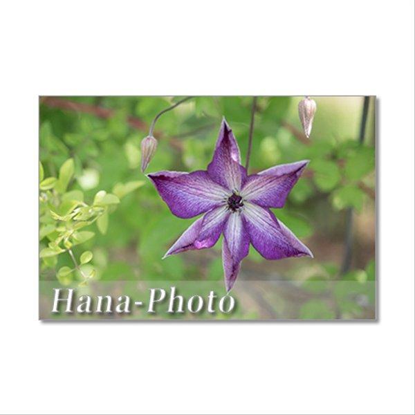 1325) 紫のクレマチス 　ポストカード5枚組