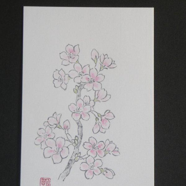 絵葉書（桜の花）