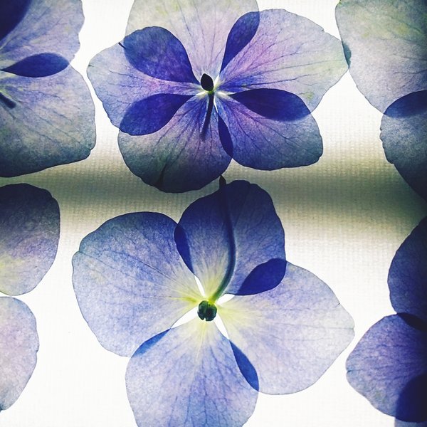 紫陽花の押し花(ブルー)