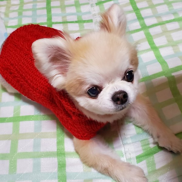 犬服 約3号 わんこセーター(T13) 