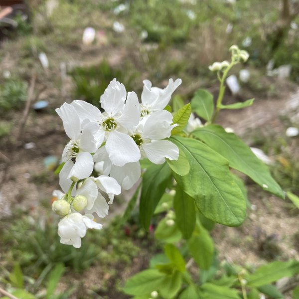 利休梅　挿し穂　20cm 2本