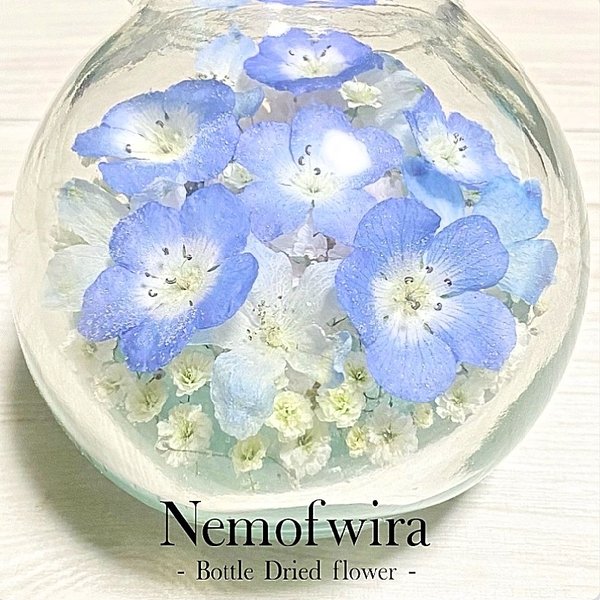 【本物のネモフィラ】🌿 Nemophila Baby Blue Eyes🌿