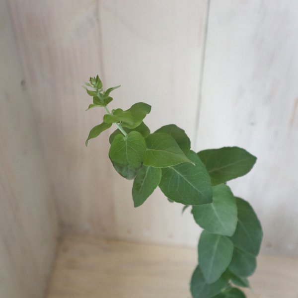 ユーカリ プランター 植木鉢のハンドメイド 手作り通販 Minne 日本最大級のハンドメイドサイト ユーカリ プランター 植木鉢のハンドメイド 手作り通販 Minne 日本最大級のハンドメイドサイト