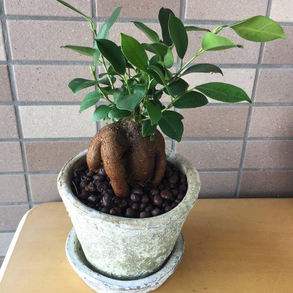 風水パワーいっぱいのガジュマルをモスポットに植えました。