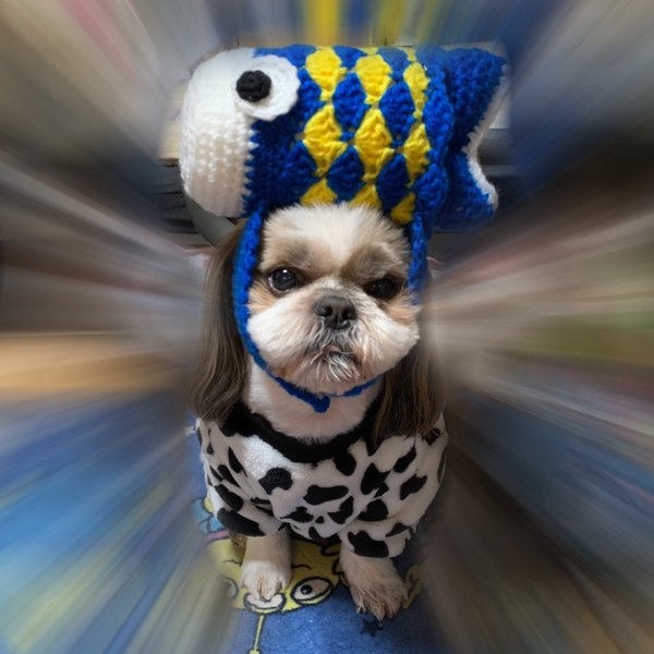 犬帽子 アクセサリーのハンドメイド 手作り通販 Minne 日本最大級のハンドメイドサイト 犬帽子 アクセサリーのハンドメイド 手作り通販 Minne 日本最大級のハンドメイドサイト