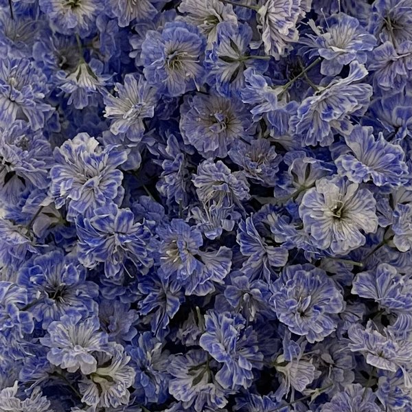 💙【27】＊Lavender Blue＊かすみ草ドライフラワー