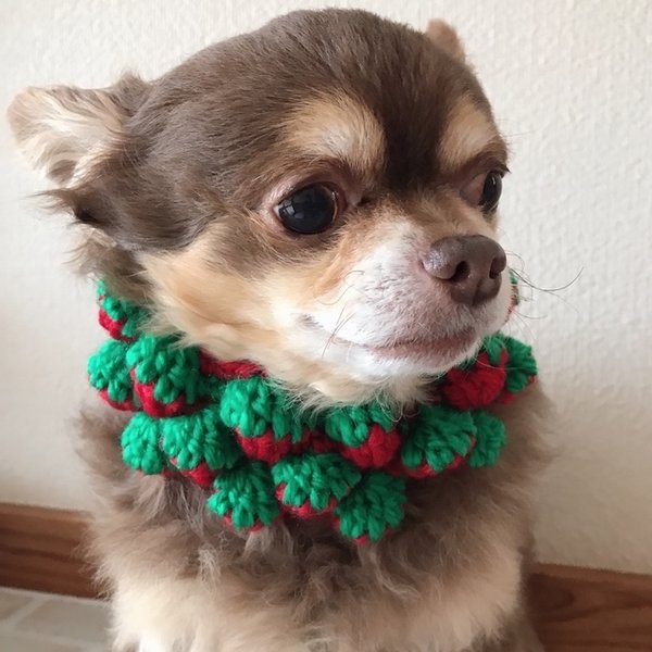 犬用 苺スヌード　コスプレ