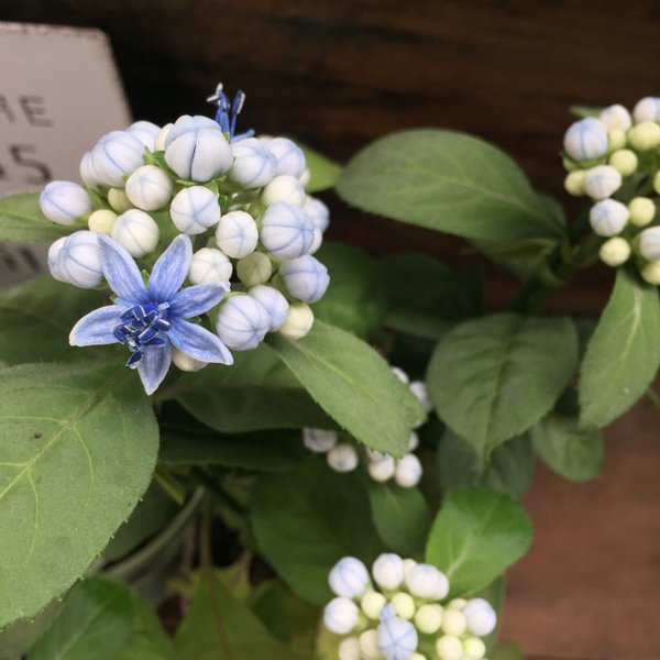 碧の瞳♡数量限定♡希少な常緑アジサイ♡あおのひとみ♡ガーデニング♡地植えに♡観葉植物