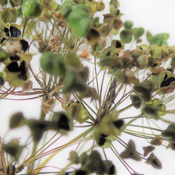 「 ニラの花殻 30本 」のドライフラワー  自然乾燥 ナチュラル インテリア スワッグ リース  などハンドメイド 材料 花材に 