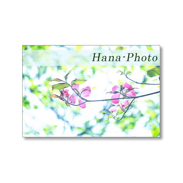 1633) 美しく、輝く花水木の花（白、ピンク）   ポストカード5枚組　