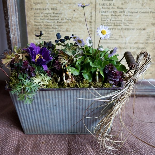 ナチュラルシックな春待ち寄せ植え