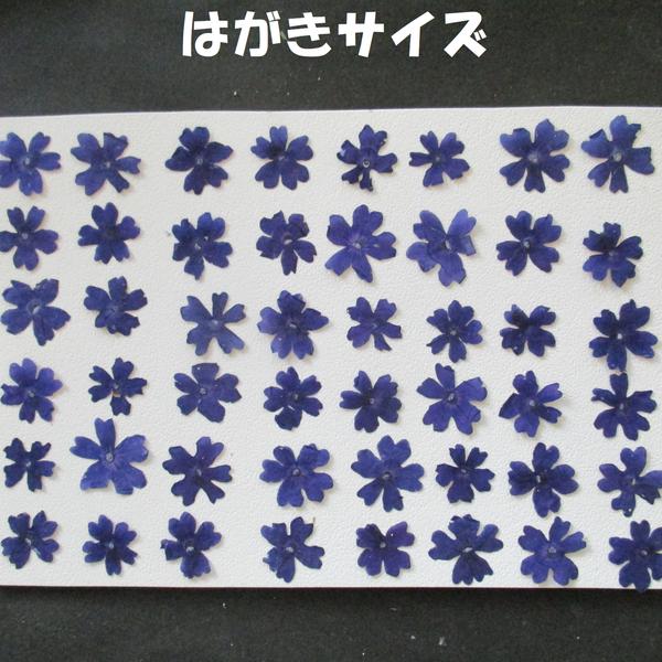押し花　素材　バーベナ(紺色)(48枚)　③