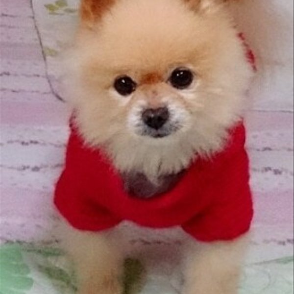 犬服 約1号 わんこセーター(K8) 小さなわんちゃん・ベビー用セーター  