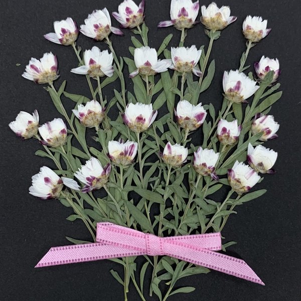 NO.625N ✨花かんざしの花束／押し花素材