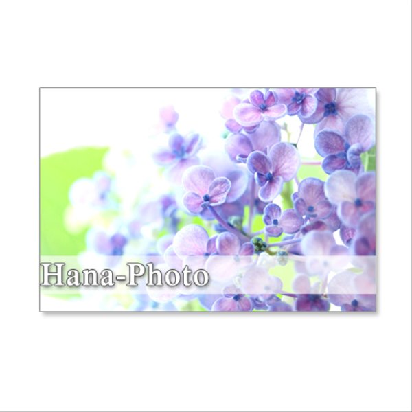 1142)　紫陽花のアップ　2　　　ポストカード5枚組