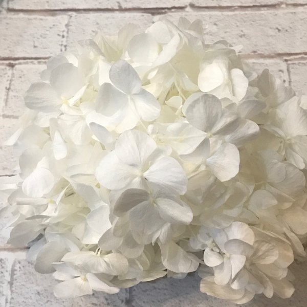 大人気ホワイト第1位❗️純白紫陽花❗️アンデスアジサイパールホワイト入荷❣️ハーバリウム花材プリザーブドフラワー