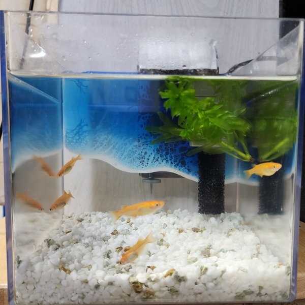 アクアリウム メダカ 金魚 飼育セットB 海 sea オーシャン ocean 波 メダカ 水槽 飼育 セット めだか 目隠し 背景 バックスクリーン