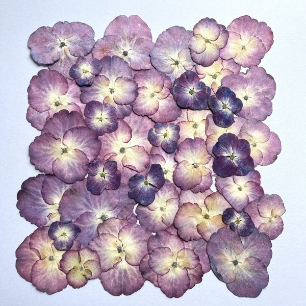紫陽花の押し花　#9