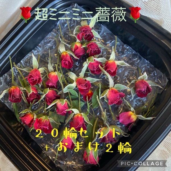 数量限定！★超ミニミニ20輪セット+おまけ2輪付き★ミニ薔薇　★ドライフラワー★花材　素材★レジン加工　アクセサリー　レジンビーズ等に★極小ミニバラ ★花★