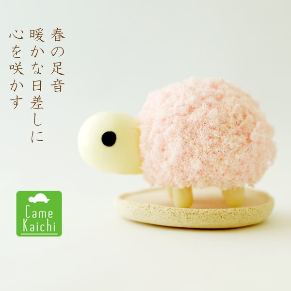 春の夢・苔玉かめちゃん