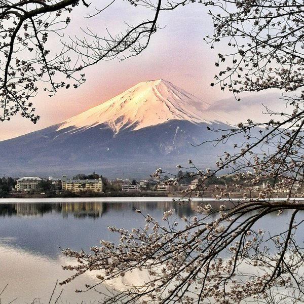世界遺産「富士山」山梨県側河口湖より桜と富士山縦