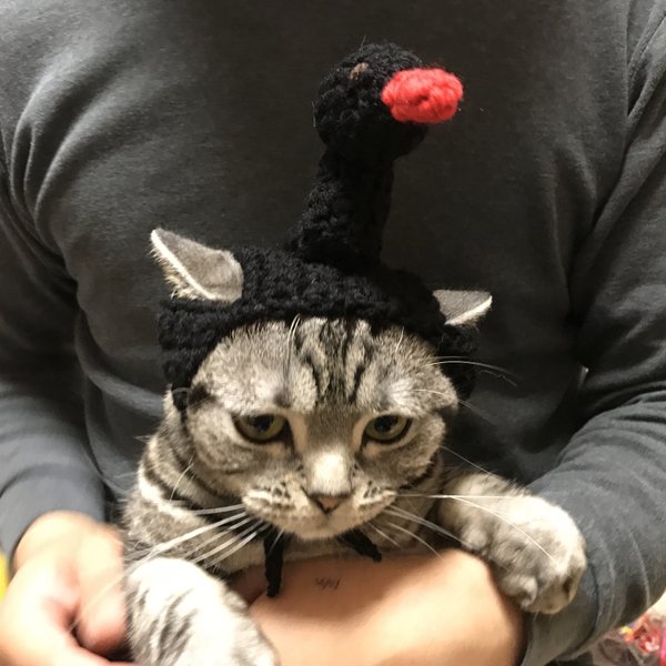 猫用帽子 ブラックスワン